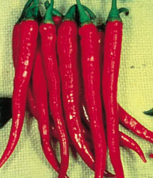 Long Slim Red Cayenne Hot Pepper